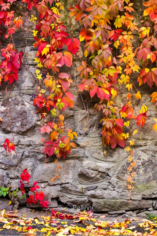 colorful ivy plant on stone wall. beautiful autumn background with natural textures