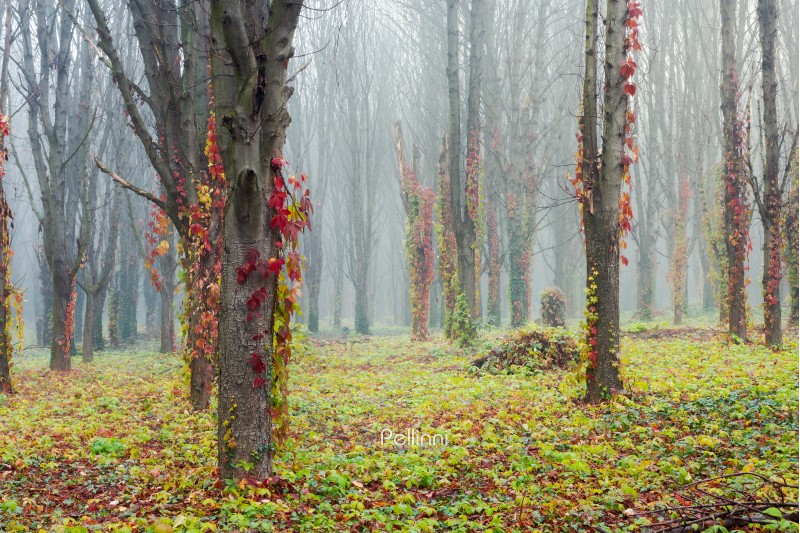colorful ivy plant on trees in foggy park. mysterious weather in november
