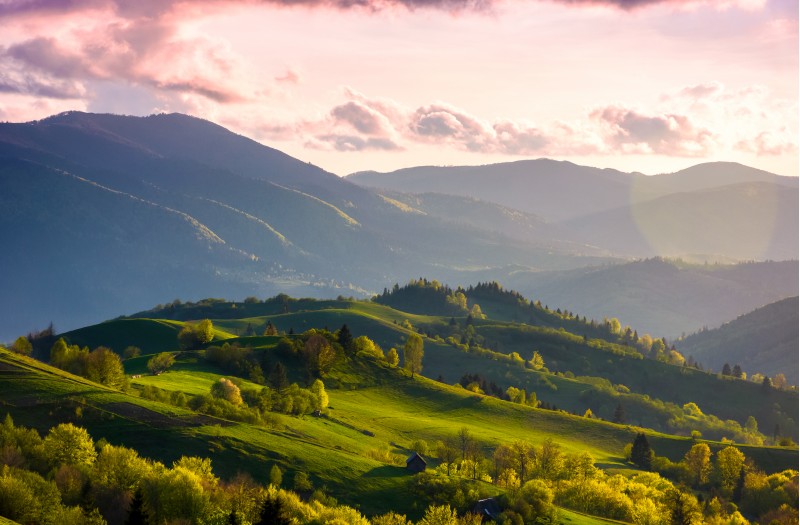 colorful sunset in Carpathian countryside. grassy hillsides with some trees in evening light. sky and fluffy clouds in pink light