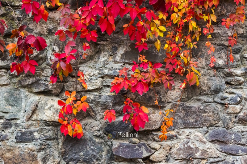 colorful texture of ivy plant on the stone wall. red and green leaves background