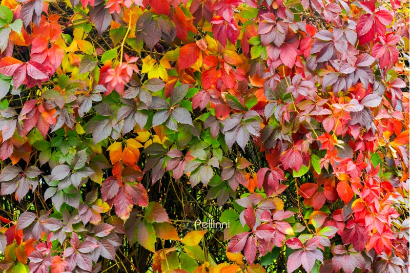 colorful texture of ivy plant on the wall. red and green leaves background