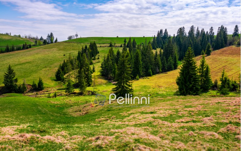 Conifer forest on a hill on a bright sunny day. blue sky with clouds in summer landscape