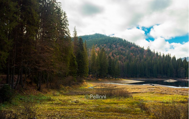 coniferous forest around the lake. beautiful landscape in mountains on a cloudy autumn day