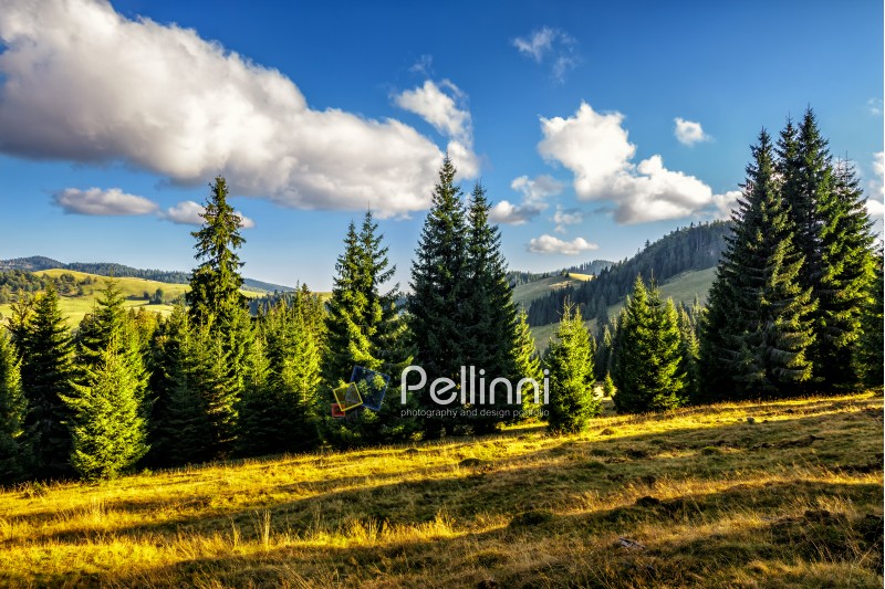 mountain landscape. meadow on hill side with coniferous forest