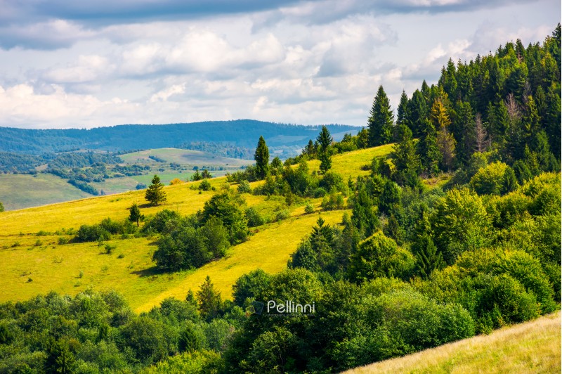 coniferous forest on a  mountain slope. lovely autumn countryside