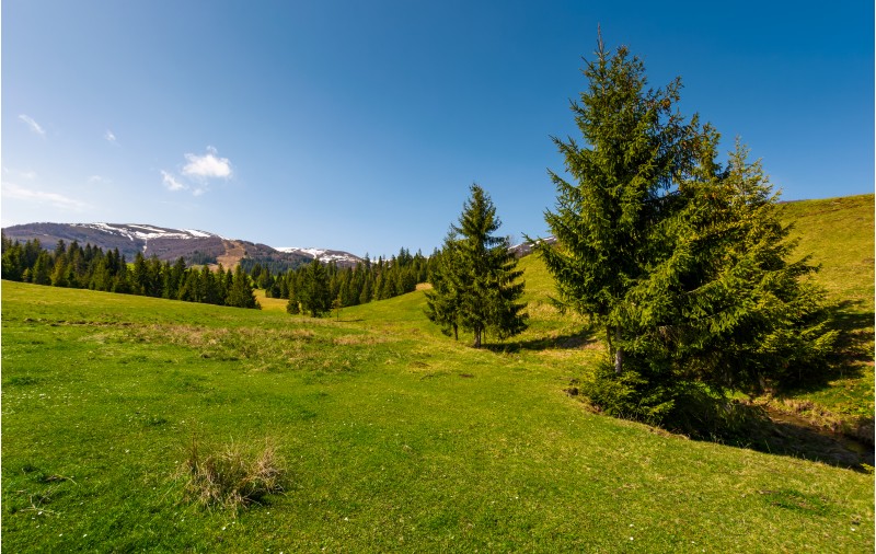 coniferous forest on a grassy hillside. lovely springtime scenery at the foot of Borzhava mountain ridge. location - Pylypets, TransCarpathian region, Ukraine