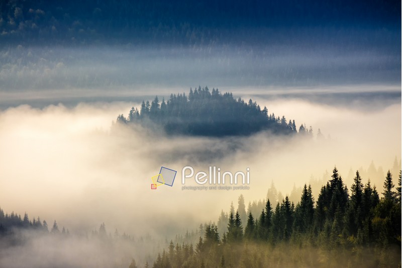 hillside with coniferous forest among the fog on a meadow in mountains of Romania in morning light