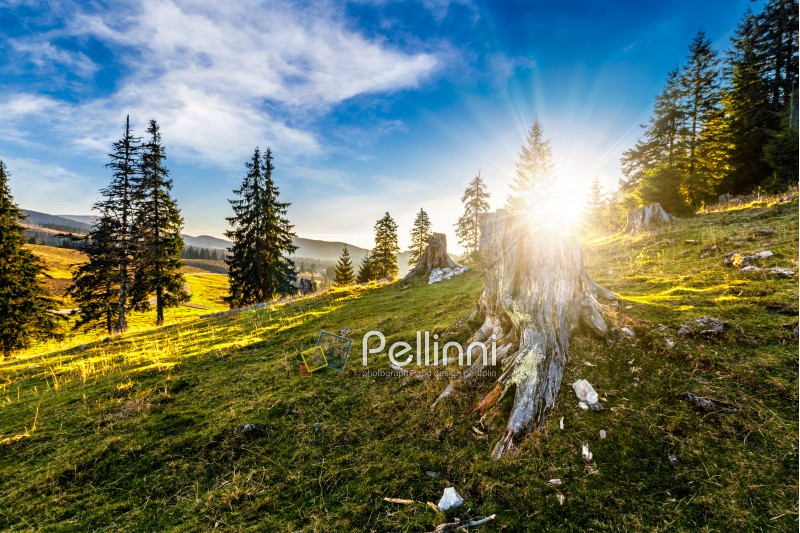 hillside with coniferous forest among the fog on a meadow in mountains of Romania in evening light