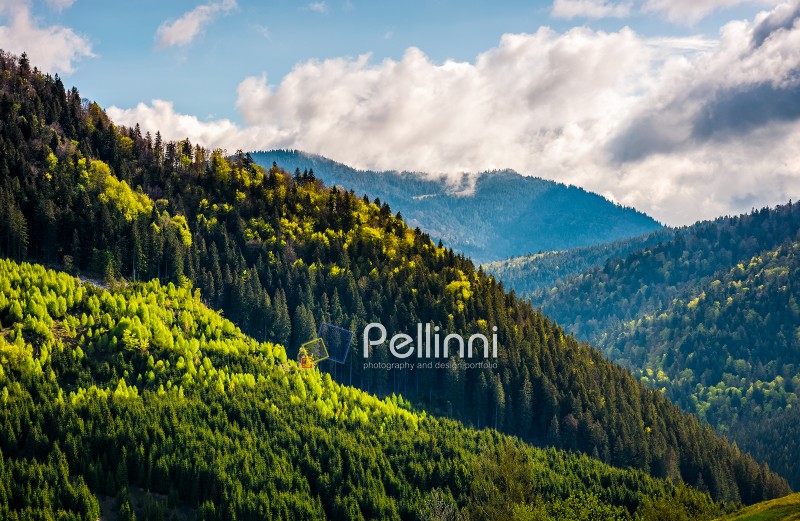 forest; mountain; coniferous; hillside; landscape; slope; pine; green; sky; cloud; tree; nature; meadow; view; spruce; green; background; blue; springtime; cloud; beautiful; top; travel; weather; scene; wild; wood; hill; outdoor; tourism; fir