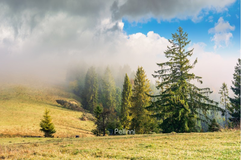 coniferous forest on the hillside in fog. row of evergreens on the hill with weathered grass. beautiful sunny morning weather with cloudy sky