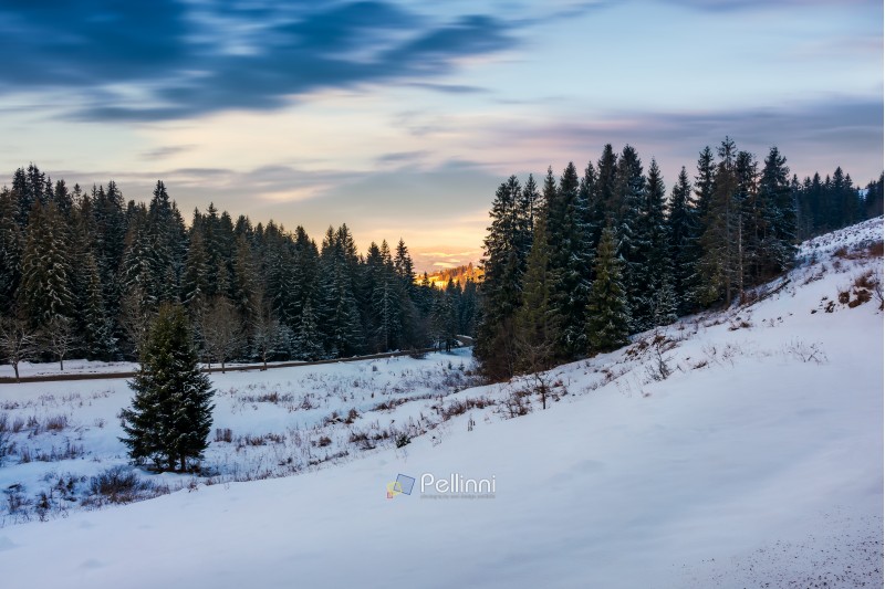 coniferous forest on the snowy hill at sunset. beautiful winter scenery in cold weather conditions. beautiful cloudy sky above the scenery.