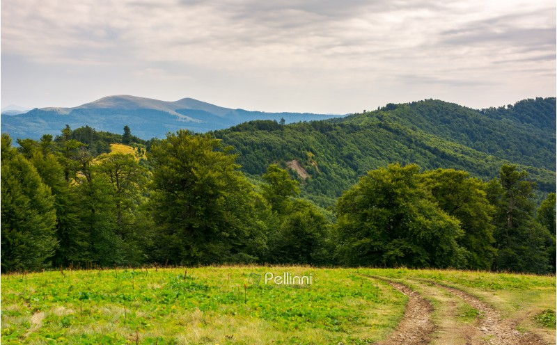 country road down the hill in to the forest. beautiful scenery of Carpathian nature. high mountain ridge in the distance