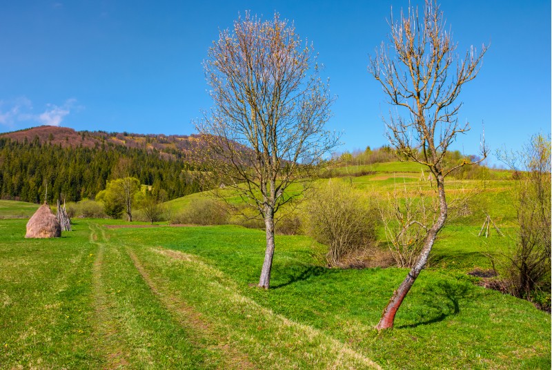 country road in to forest along the rural field. haystack and two leafless trees along the path. beautiful springtime in mountains