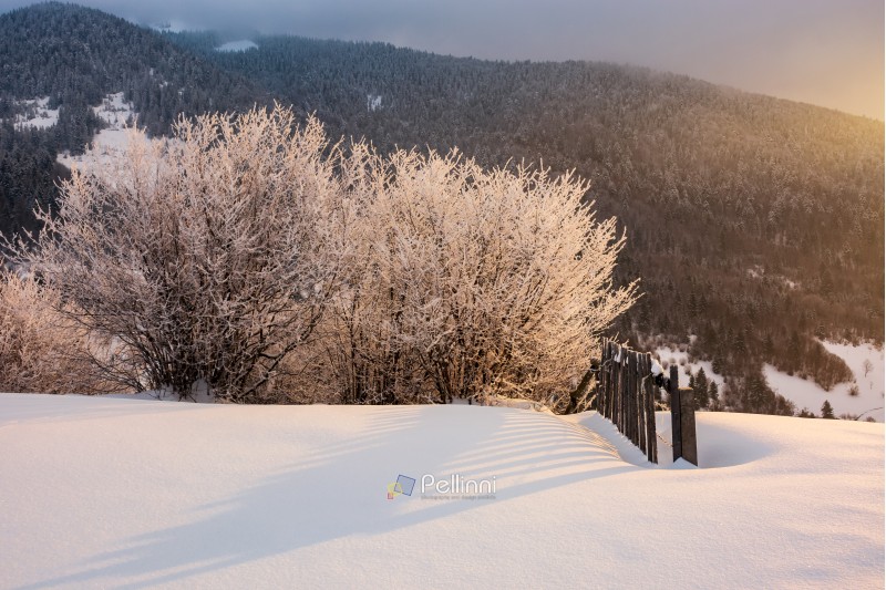 countryside glowing frost of winter sunrise. trees in hoarfrost near the wooden fence on a snowy meadow on the edge of a hill. forested mountain distant in clouds. 