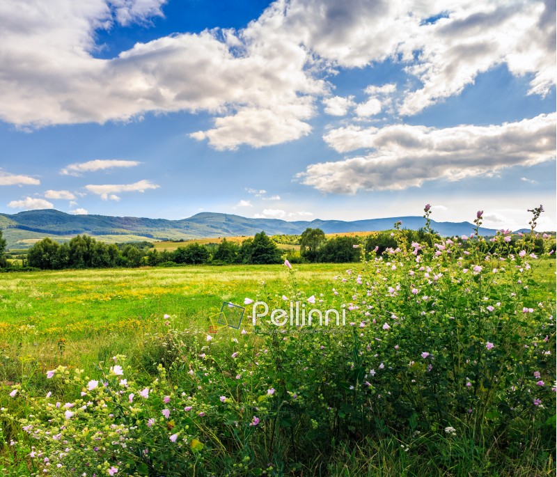 beautiful countryside landscape. wild flowers on rural field near the forest on a tranquil summer day. mountain ridge under cloudy blue sky