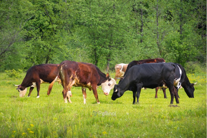 cow cattle grazing near the forest. ginger and black cow fighting green grassy meadow. rural natural economy. summer countryside