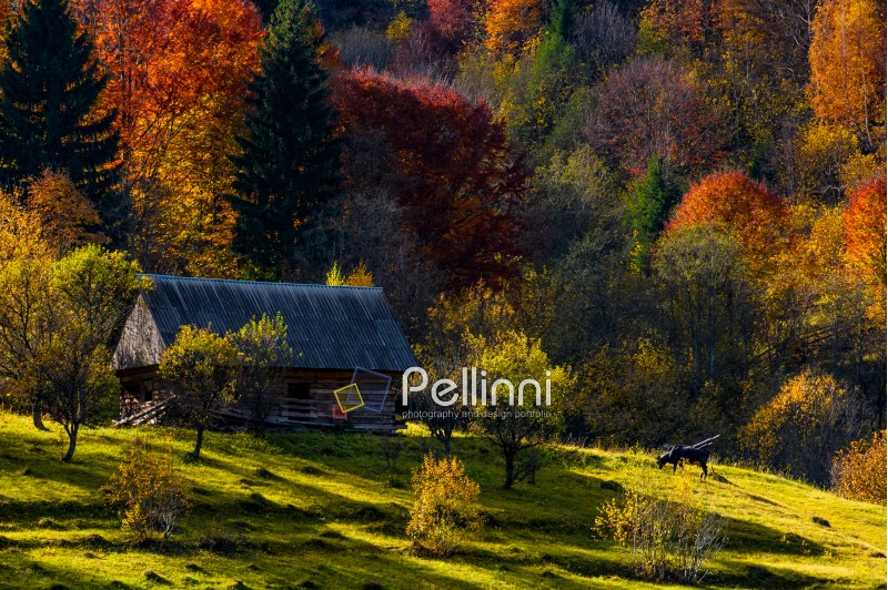cow grazing near abandoned woodshed in autumn forest. beautiful rural scenery on sunny sunset