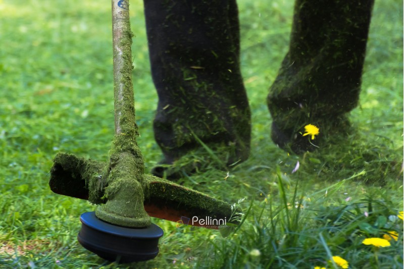 crazy grass cutting in the park with gasoline trimmer. head with nylon line cutting grass and dandelions in to small pieces. flying plant lumps. beautiful gardening background