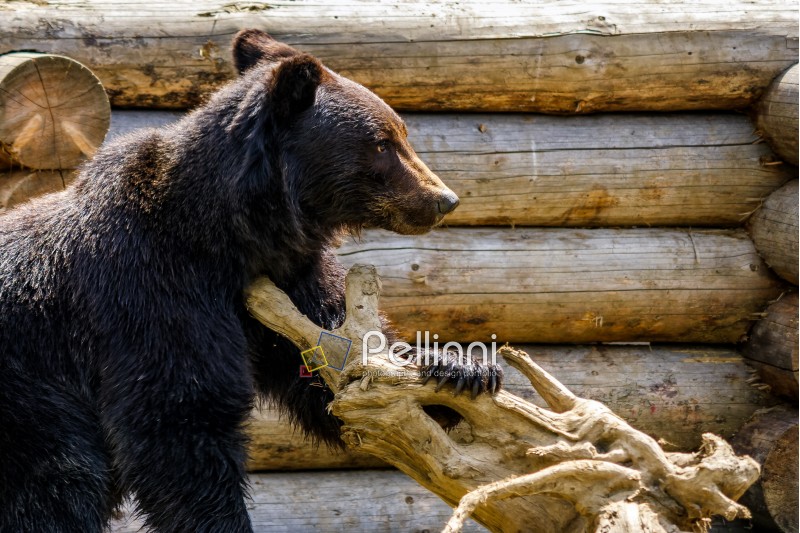 curious little brown bear in Carpathians. Rehabilitation center near Synevir lake in TransCarpathia, Ukraine.