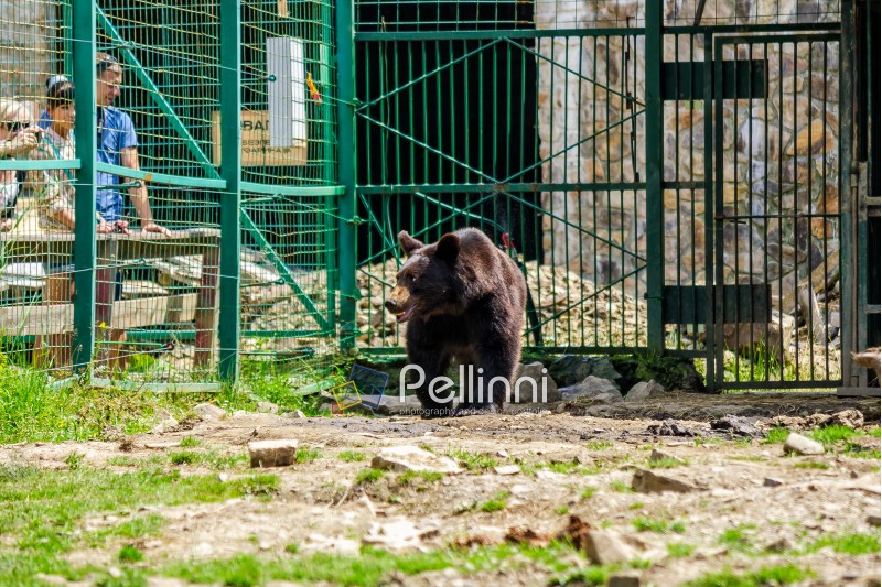 Synevir, Ukraine - Jun 21, 2014: curious little brown bear in Carpathians. Rehabilitation center near Synevir lake in TransCarpathia, Ukraine.
