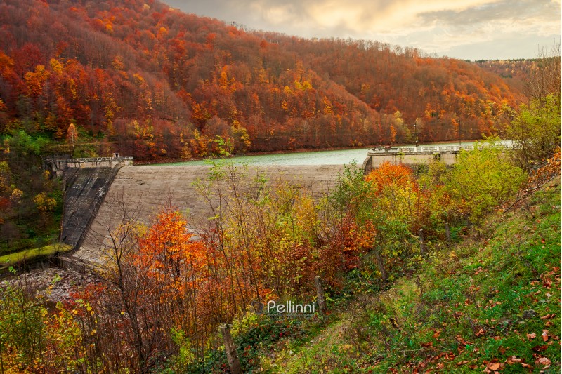 dam of water reservoir on the Tereblya river of Transcarpathia, Ukraine. beautiful autumn scenery with forest in red foliage