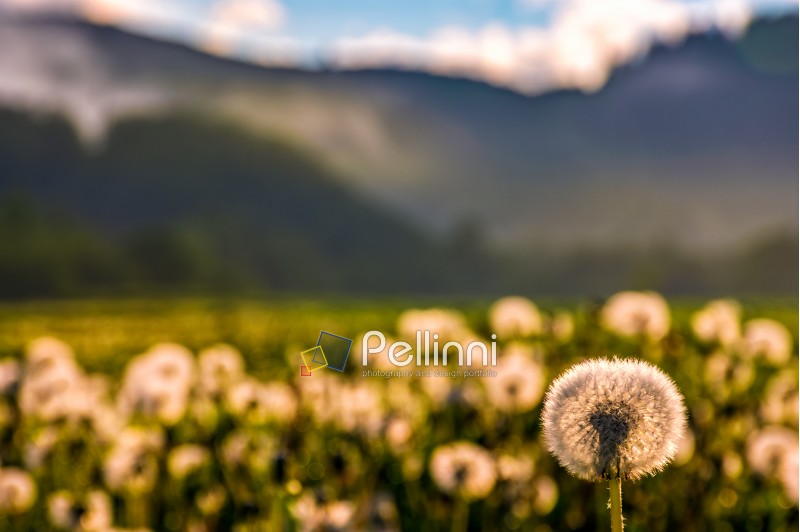 dandelion in foggy valley. countryside landscape in mountains at sunrise. gorgeous springtime weather