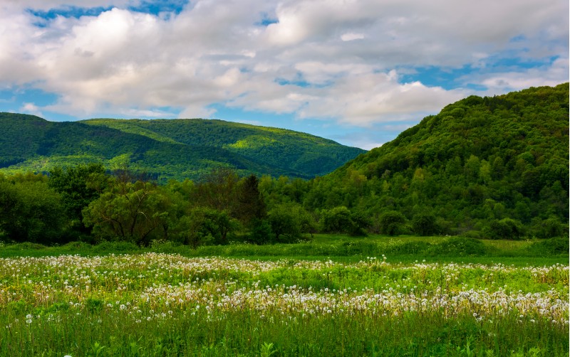 dandelion blossom on a rural field. beautiful countryside scenery in mountainous area