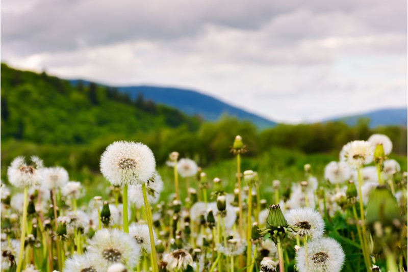 dandelion blossom on a rural field. beautiful countryside scenery in mountainous area