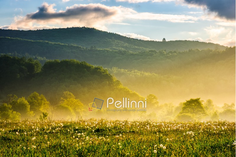 dandelion field in foggy valley. countryside landscape in mountains at sunrise. gorgeous springtime weather