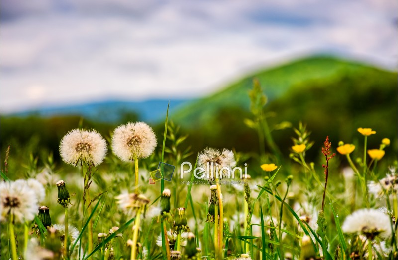 dandelion field in rural valley. countryside landscape in mountains at sunrise. gorgeous springtime weather