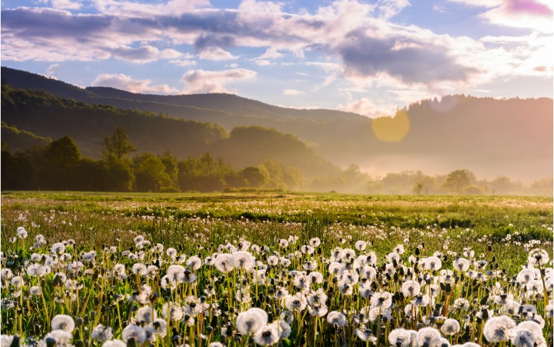 dandelion field on foggy sunrise. beautiful agricultural scenery in mountains