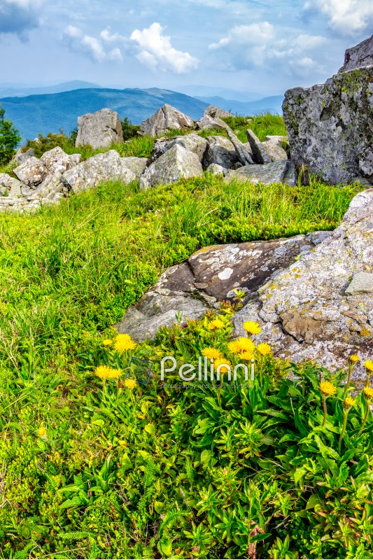 yellow dandelions in the grass among the huge rocks on hillside in high mountains