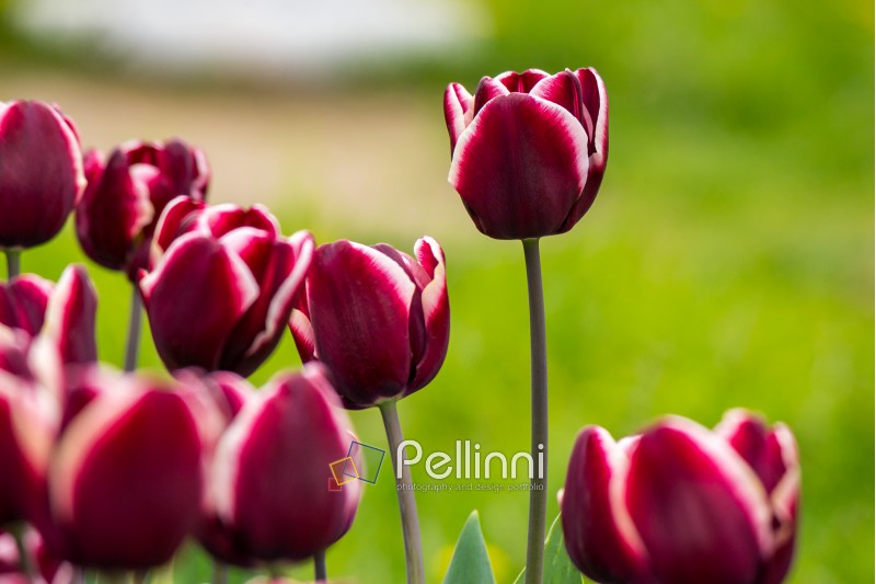 dark magenta tulip with white stripe on blurred background of colored bokeh in park