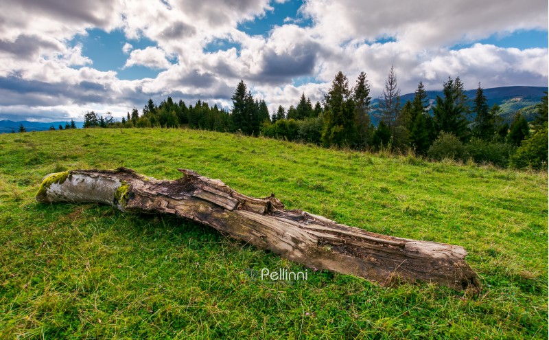 decaying log on the grassy meadow near the forest. wonderful landscape in early autumn. Borzhava mountain ridge in the distance under the cloudy sky