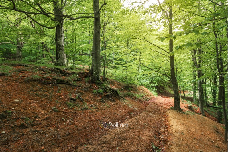 dirt road through beech forest. travel background. summer nature scenery