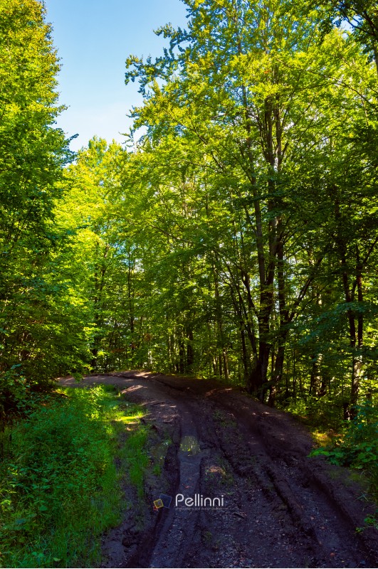 dirt road through forest. lovely nature scenery with tall trees and green foliage