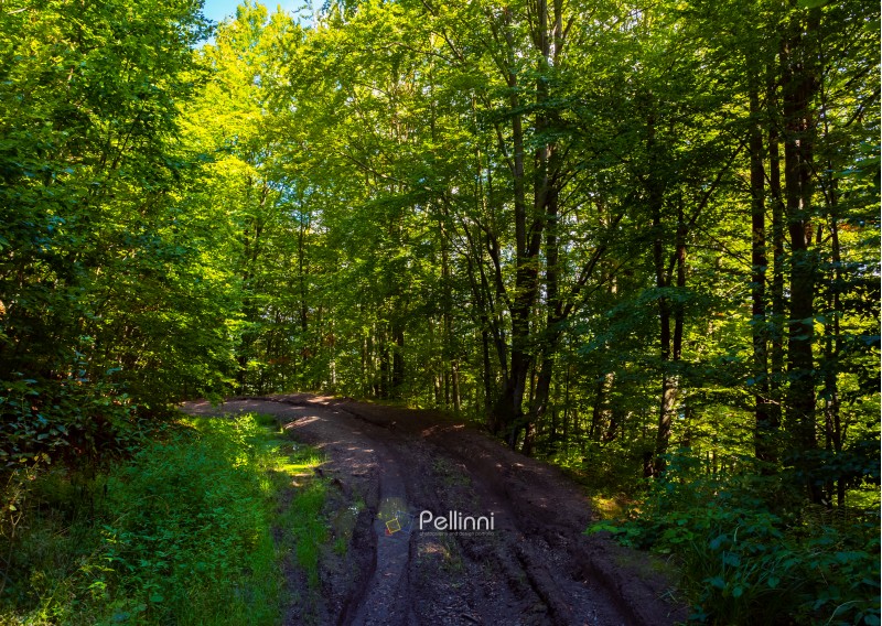 dirt road through forest. lovely nature scenery with tall trees and green foliage