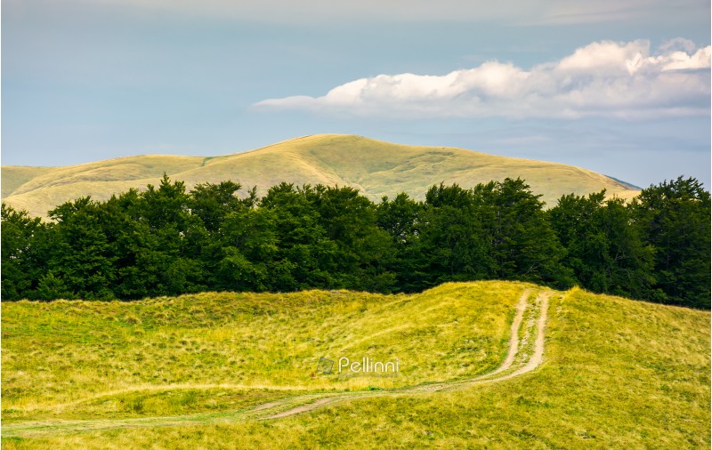 dirt road uphill in to the beech forest. beautiful mountainous landscape in summer. location Svydovets mountain ridge