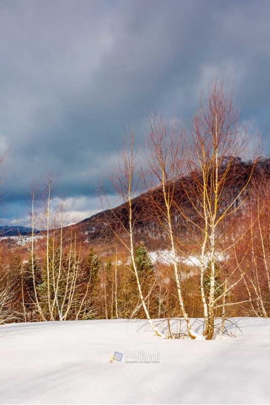 dramatic winter scenery in mountains. leafless birch forest on a snowy slope in sun light. distant mountains in shade of a cloud