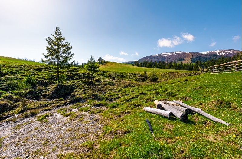 dry weathered logs in mountainous rural area in spring. lovely countryside landscape with fence on a grassy slope near the coniferous forest. beautiful mountain ridge with snowy peaks in the distance