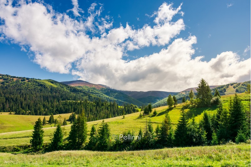 early autumn countryside in mountains. lovely landscape with spruce forest on the grassy hill. beautiful cloud formation above the distant ridge. warm and sunny weather