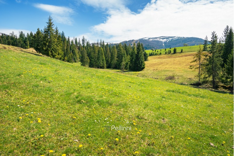 early springtime countryside in mountains. pine trees on a grassy meadow. beautiful carpathian landscape on a sunny day. hills with snowy tops in the distance