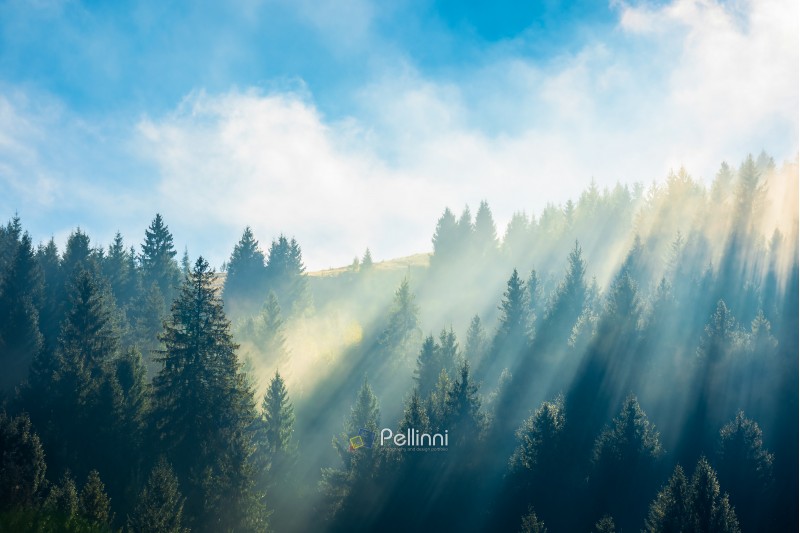 fantastic foggy scenery in autumn. pine forest on the hillside at high noon. wonderful sunny weather with rising clouds on a blue sky above. unusual epic nature condition. view from below