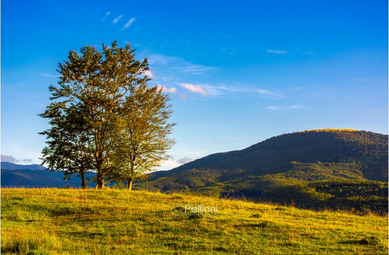 few trees on the grassy hillside at sunset in golden light. beautiful landscape of Carpathian mountains. almost clear blue sky