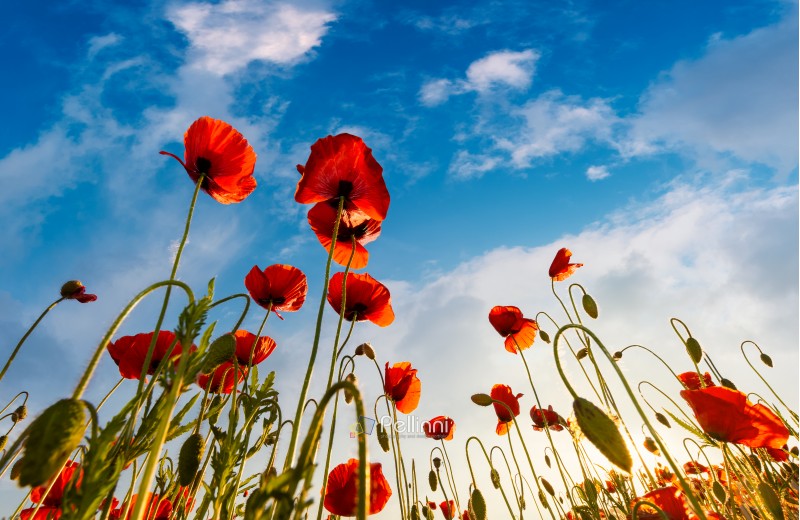 field of red papaver flower with sunburst shot from below. beautiful nature background against the blue sky