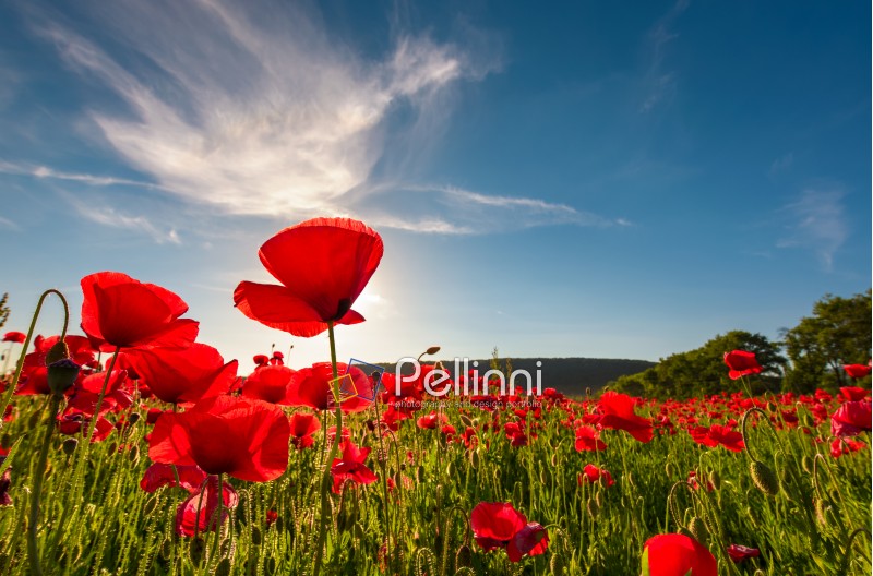 field of red poppy flower with sunburst shot from below. beautiful nature background against the blue sky