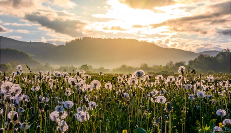 field of white fluffy dandelions at foggy sunrise. beautiful countryside scenery in mountainous area