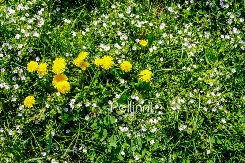 field with yellow dandelions closeup