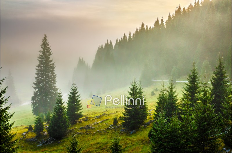 fir trees on meadow between hillsides with conifer forest in fog under the blue sky before sunrise