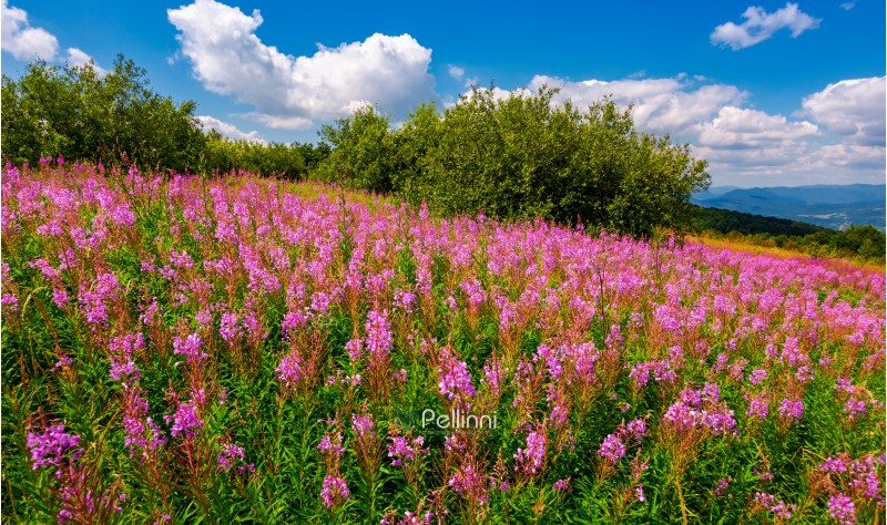fire weed meadow in mountains. beautiful purple flowers on hillside. wonderful summer weather with blue sky and some fluffy clouds